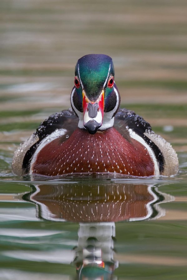 Quelle est la meilleure forme de canard les plus réalistes ?